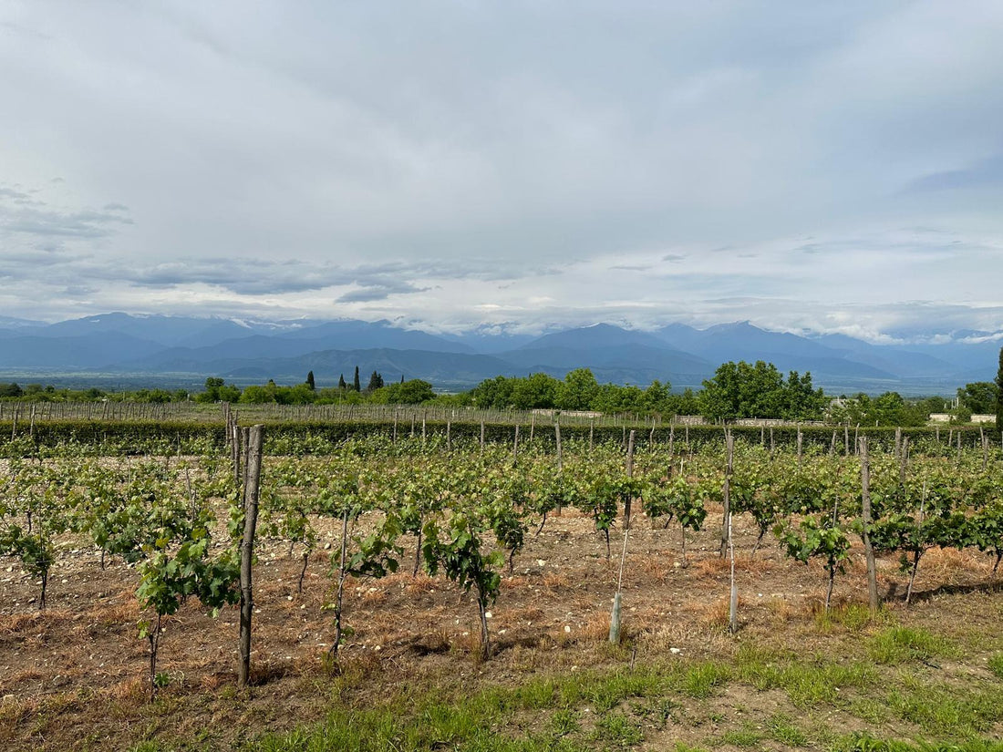 De vrouwen die Georgische wijn herschrijven; Baia's Wine